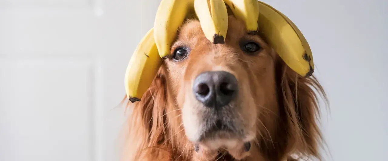 Złoty retriever z bananami na głowie. Czy pies może jeść banany? Tak, w małych ilościach.