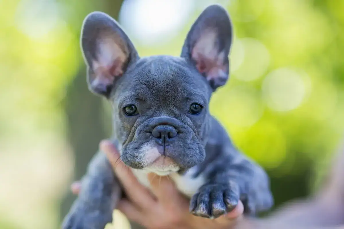 Uroczy buldog francuski blue z wielkimi uszami, trzymany na rękach, z rozmazanym zielonym tłem.