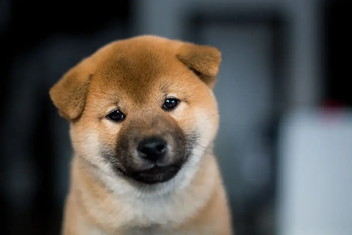 Uroczy szczeniak, pies jak miś, jaka to rasa? To Shiba Inu, z pewnością!
