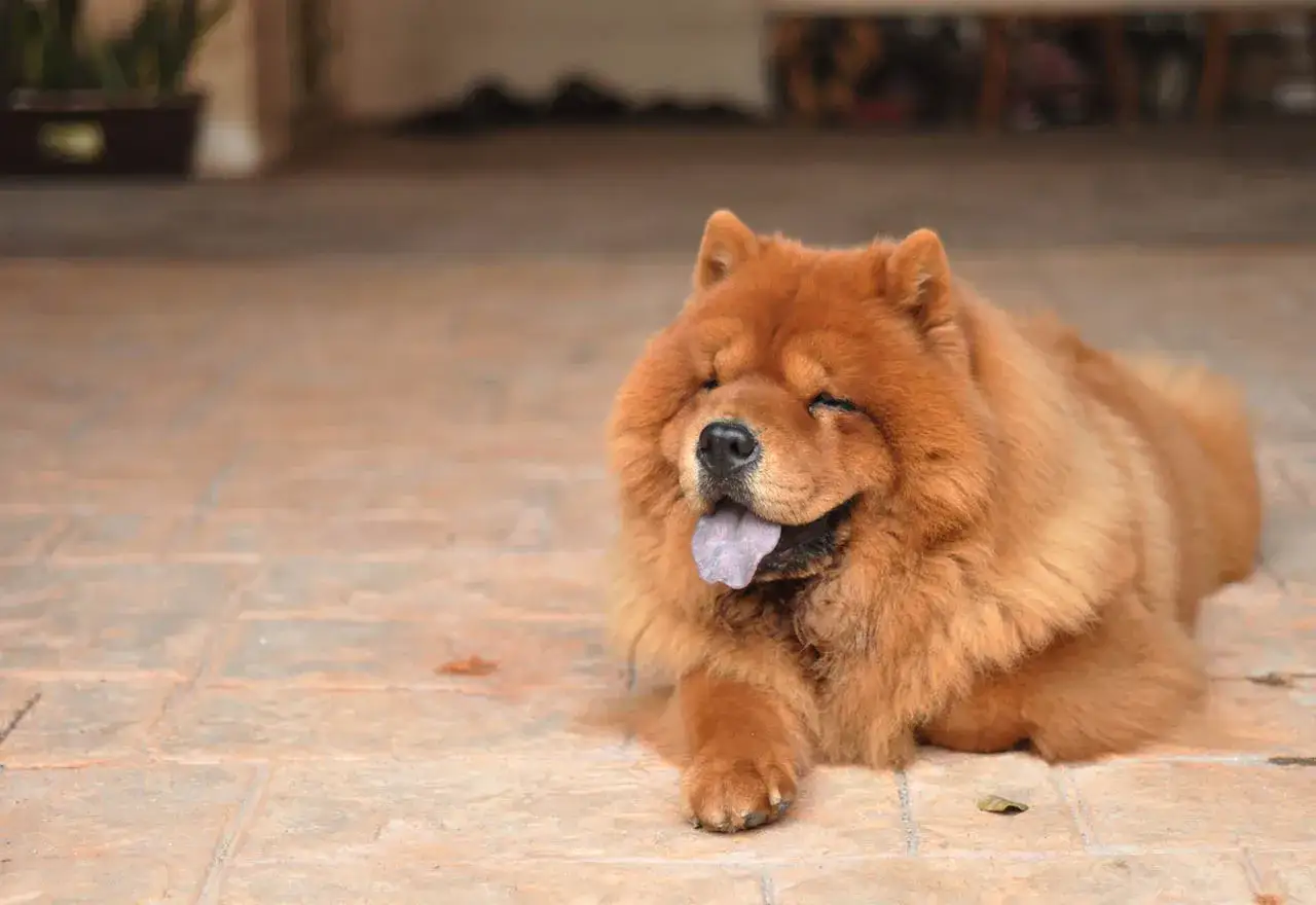 Puszysty chow chow z wywieszonym językiem, emanujący spokojem. Ten piesek to uosobienie łagodnego charakteru rasy chow chow.