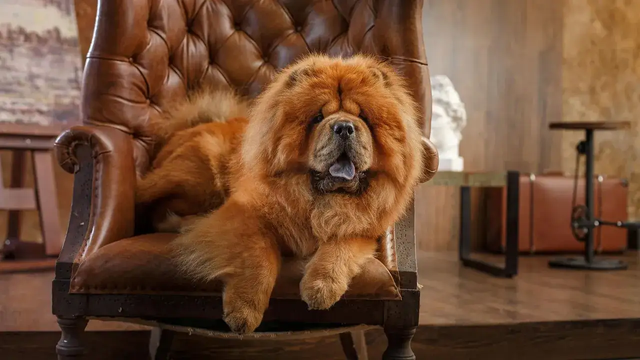 Puszysty chow chow o rudym futrze wyleguje się na skórzanym fotelu. Jego charakterystyczny, gęsty kołnierz i niebieski język podkreślają jego majestatyczny wygląd.