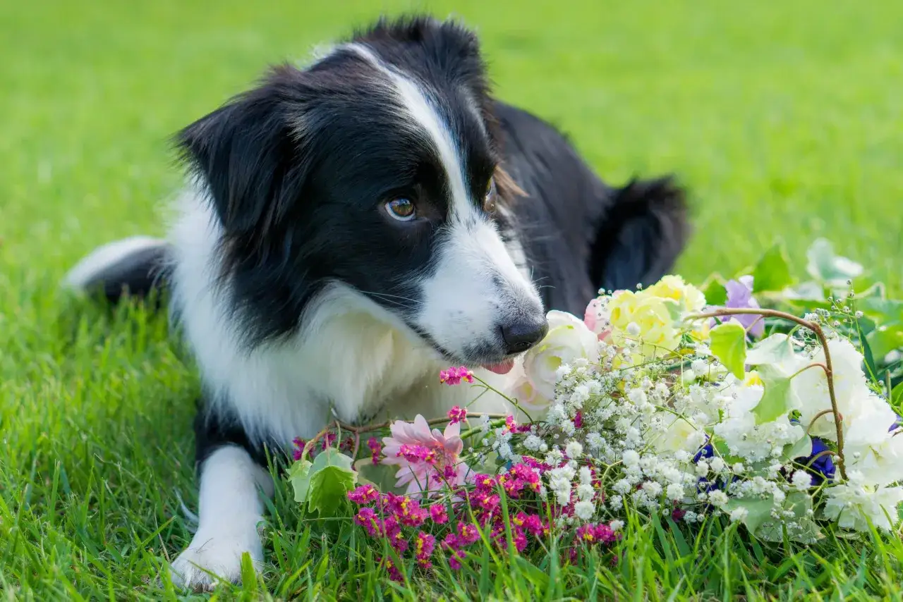 Pies rasy Border Collie leży na trawie obok bukietu kwiatów. Zastanawiasz się, czy pies może pić rumianek?