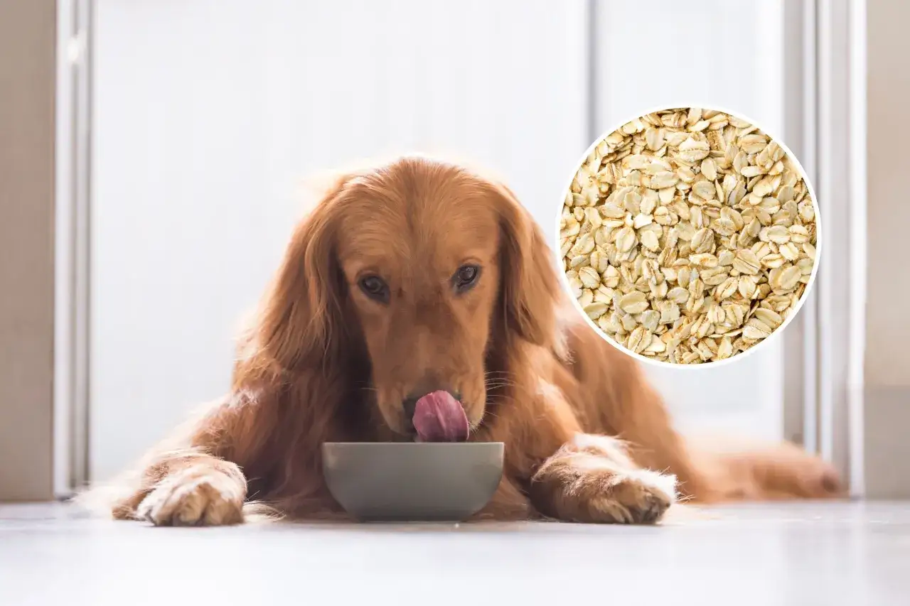 Złoty retriever liże miskę, zastanawiając się, czy pies może jeść płatki owsiane. Obok widok na płatki owsiane.