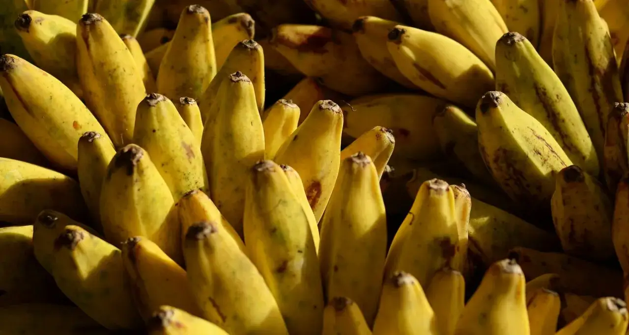 Pęk żółtych bananów, idealnych na przekąskę dla Ciebie i Twojego pupila. Czy pies może jeść banany? Tak, w umiarkowanych ilościach!