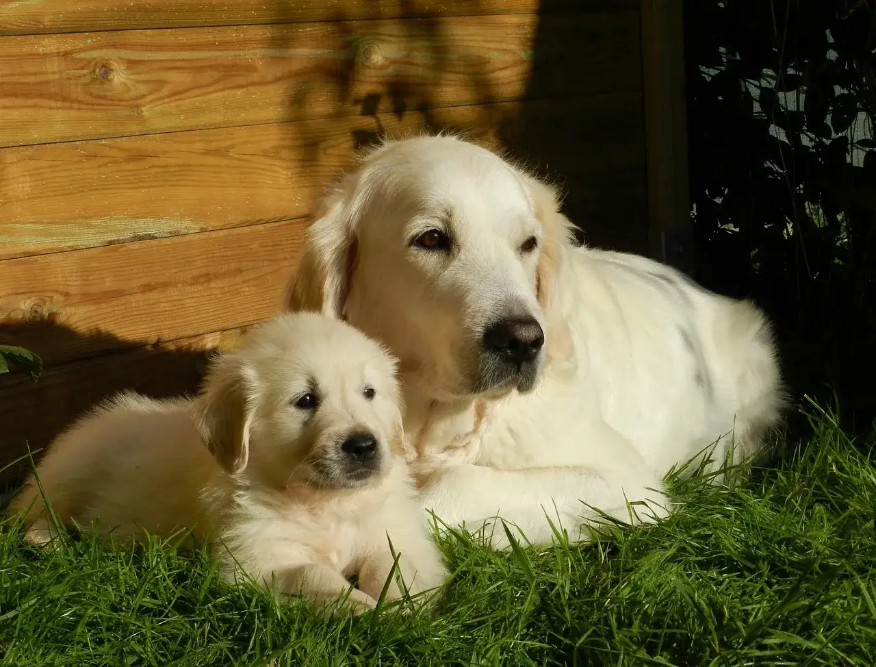 Słodki szczeniak golden retriever u boku mamy. Zastanawiasz się, jak szybko rośnie golden retriever? Ten maluch niedługo będzie dorównywał mamie!