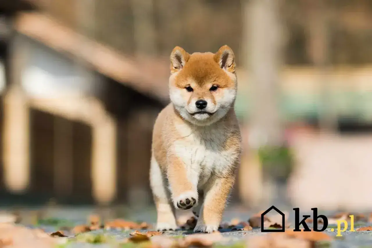 Uroczy szczeniak rasy Shiba Inu biegnie po liściach. Zastanawiasz się, ile kosztuje Shiba Inu?