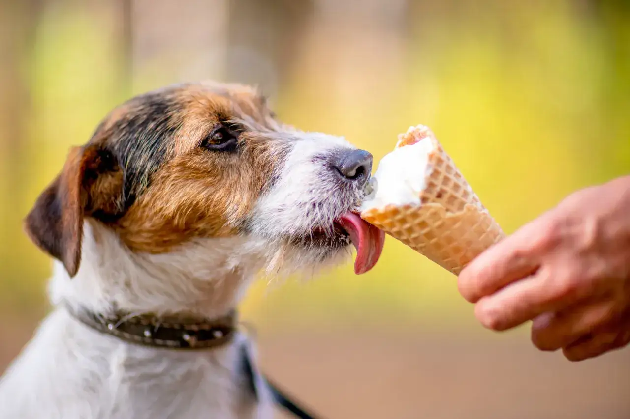 Czy pies może jeść lody? Ten uroczy piesek z pewnością cieszy się lodami w wafelku, oblizując je z apetytem.
