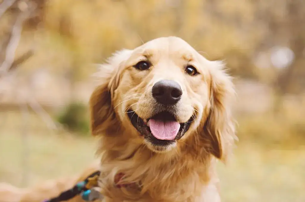 Zdjęcie Czy golden retriever linieje intensywnie? Sprawdź, co musisz wiedzieć