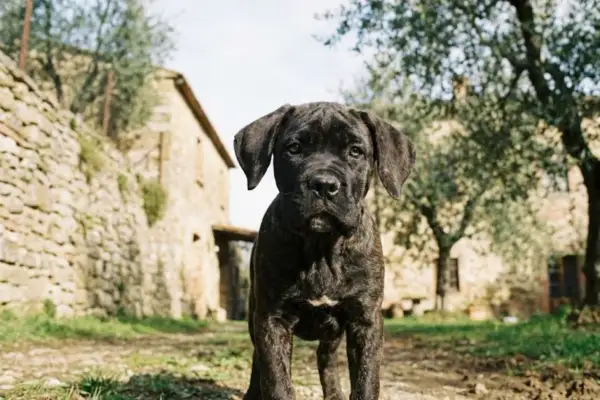 Młody cane corso szary, z pręgowanym futrem, stoi na tle kamiennego domu i drzew oliwnych.