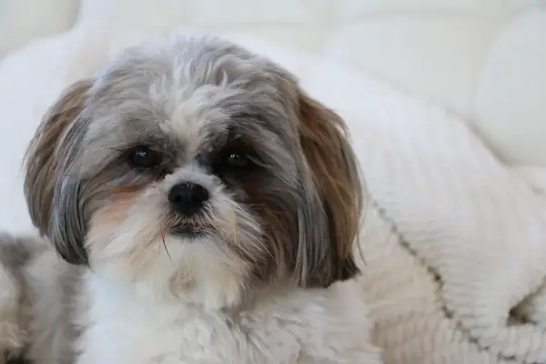 Uroczy piesek rasy Shih Tzu, której korzenie sięgają Tybetu, z charakterystyczną, długą sierścią.