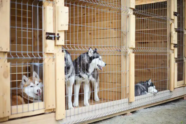 Trzy husky w drewnianych kojcach. Zastanawiasz się, jaki kojec dla psa będzie najlepszy? Te są solidne i przestronne.