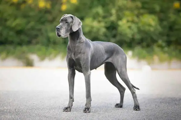 Niemiecki dog, imponująca wysokość w kłębie, prezentuje swoją majestatyczną sylwetkę na tle zieleni.