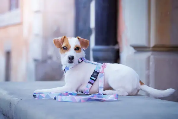Uroczy szczeniak Jack Russell Terrier w pastelowych szelkach Guard, gotowy na spacer.
