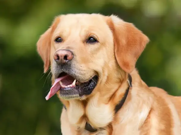 Złoty labrador z językiem na wierzchu, zastanawia się, czy pies może jeść jogurt naturalny.
