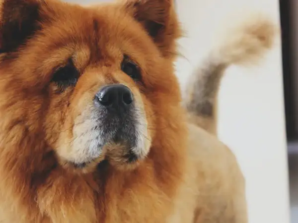 Puszysty chow chow o sierści w kolorze tygrysa, z czarnym nosem i charakterystycznym ogonem zawiniętym nad grzbietem.