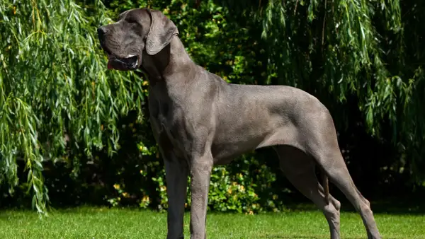 Elegancki dog niemiecki o stalowym umaszczeniu, dumny i majestatyczny, stoi na trawie pod zwisającymi gałęziami drzewa.