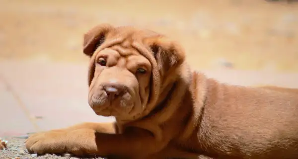 Uroczy szczeniak shar pei, pies ze zmarszczkami, leży na ziemi, patrząc w obiektyw z zaciekawieniem.