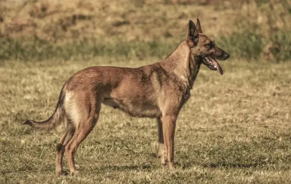 Czujny owczarek belgijski maly stoi na trawie, dysząc z językiem na zewnątrz.
