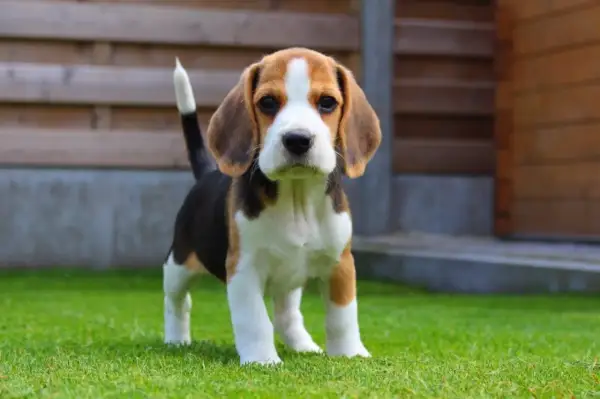 Uroczy mały piesek beagle, idealny towarzysz dla dzieci, stoi na zielonej trawie.
