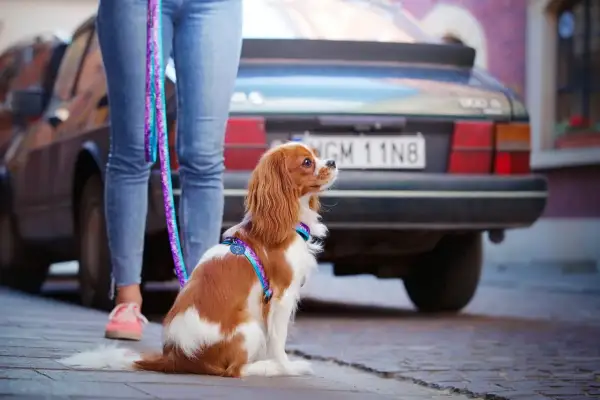 Uroczy cavalier w kolorowych szelkach czeka cierpliwie przy samochodzie.