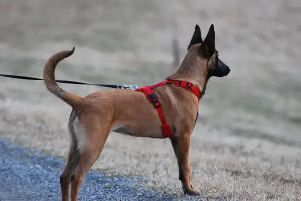 Pies rasy malinois w czerwonych, źle dopasowanych szelkach dla psa, stoi na tle suchej trawy.