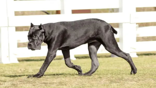 Czarny pies rasy Cane Corso, o imponującej budowie, porusza się po trawie. Jego waga świadczy o sile i potędze.