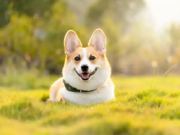 Uśmiechnięty piesek rasy corgi, jakby był pies królowej Elżbiety, leży na trawie w promieniach słońca.