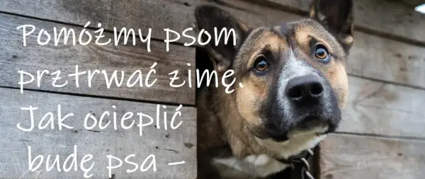Pomóżmy psom przetrwać zimę. Jak ocieplić budę psa, by czworonóg czuł się komfortowo.