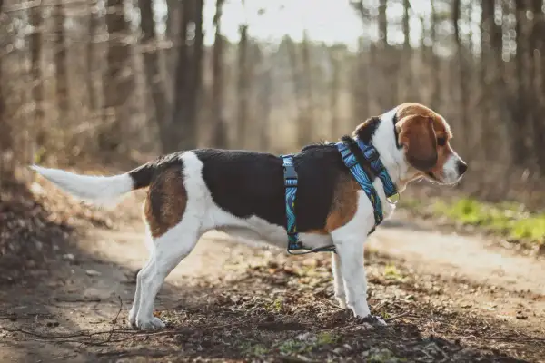 Beagle w kolorowych szelkach dla beagla na leśnej ścieżce.