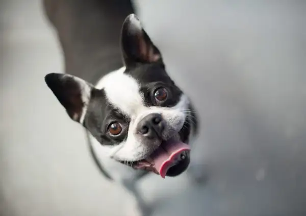 Uśmiechnięty pies rasy Boston Terrier z wystawionym językiem patrzy w górę z radością.