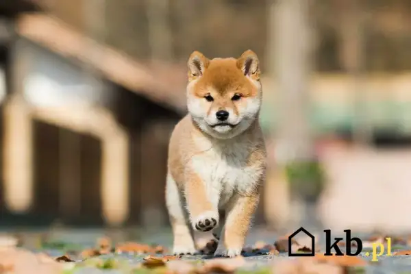 Uroczy szczeniak rasy Shiba Inu biegnie pośród jesiennych liści. Zastanawiasz się, ile kosztuje shiba inu?