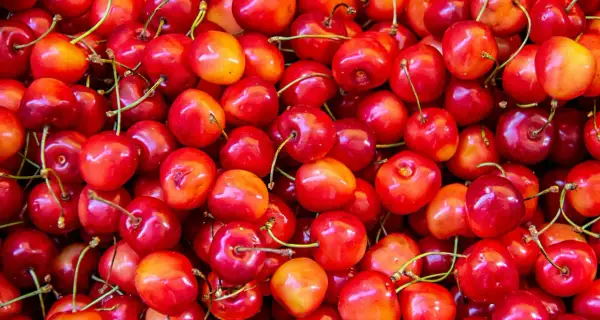 Mnóstwo soczystych czereśni, które mogą być smaczną przekąską, ale czy pies może jeść czereśnie? Lepiej sprawdzić, zanim dasz swojemu pupilowi.
