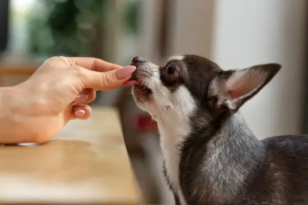 Chihuahua zjada smakołyk z ręki. Zastanawiasz się, czy można podać psu pyralginę? Zawsze konsultuj się z weterynarzem.