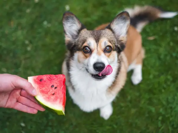 Corgi z językiem na wierzchu patrzy na kawałek arbuza podany przez rękę. Czy pies może jeść arbuza? Tak, w małych ilościach!
