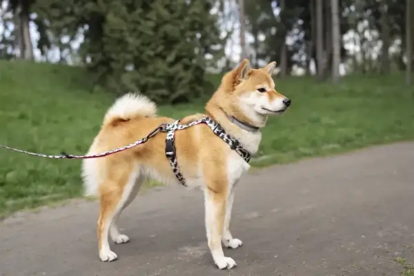 Uroczy shiba inu pies w ozdobnej obroży i smyczy stoi na ścieżce w parku, otoczony zielenią.