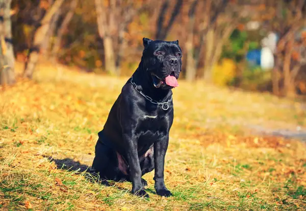 Czarny pies rasy Cane Corso siedzi na trawie w jesiennym parku. Ile żyje taki pies? Średnio 10-12 lat.