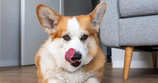 Uroczy corgi z językiem na nosie, zastanawia się, dlaczego pies liże podłogę. Może szuka ukrytego smakołyku?