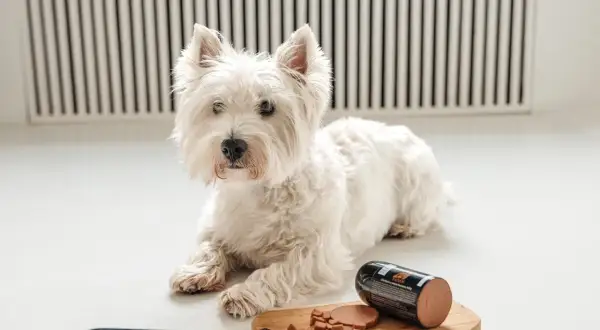 Biały West Highland White Terrier, idealny piesek do mieszkania, leży obok smakołyków.
