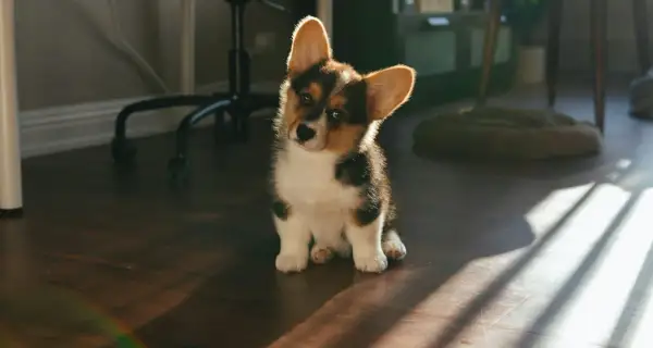 Uroczy szczeniak corgi siedzi na podłodze. Gdyby miał problemy z brzuszkiem, warto sprawdzić espumisan dla psa dawkowanie.