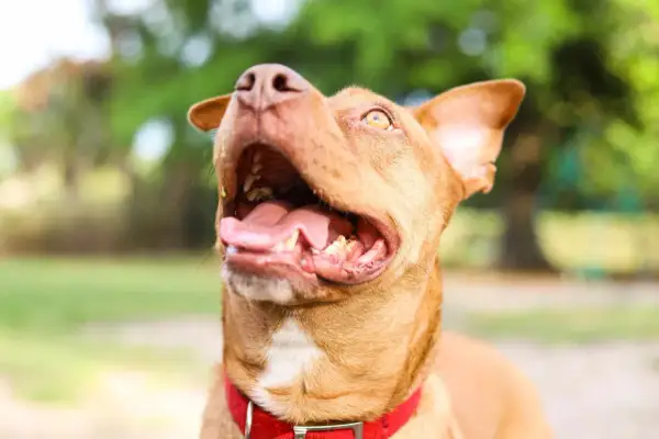 Radosny pies rasy APBT Red Nose z otwartym pyskiem i językiem na zewnątrz, w czerwonej obroży, na tle zieleni.