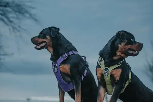 Dwa rottweilery w dobrych szelkach dla psa. Jeden w fioletowych, drugi w zielonych.