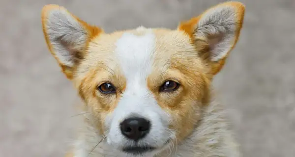 Uroczy corgi z bystrymi oczami. Zastanawiasz się, czym przemywac psu oczy? Czysta, przegotowana woda lub specjalne płyny do higieny oczu zwierząt.