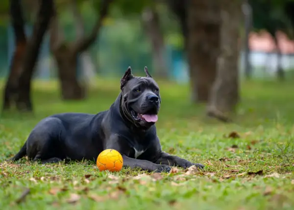 Cane corso usposobienie: potężny pies leży na trawie obok pomarańczowej piłki, zrelaksowany i czujny.