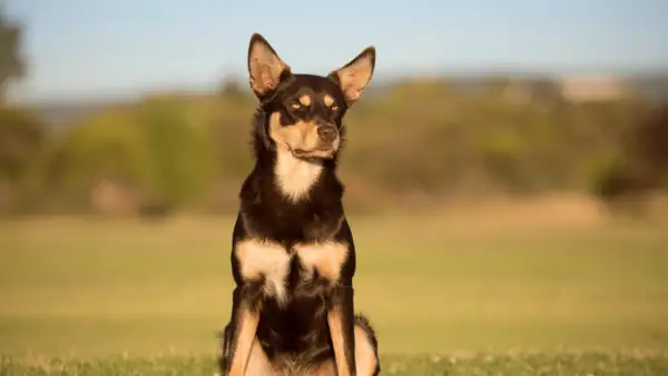 Piękny pies rasy kelpie siedzi na trawie, z uwagą obserwując otoczenie.