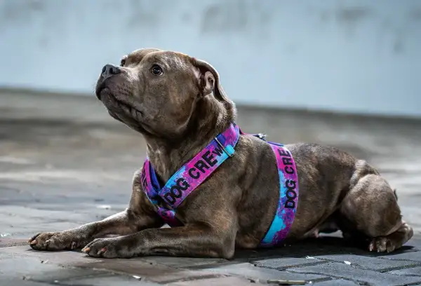 Pies w kolorowych szelkach dla psa z napisem "DOG CREW".