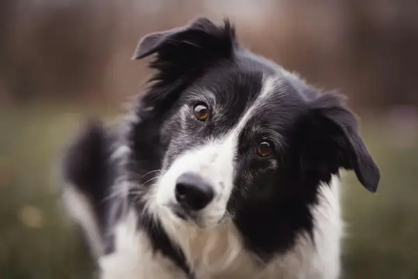 Inteligentne spojrzenie border collie, gotowego na spacer. Idealna smycz dla border collie to taka, która zapewni mu komfort i bezpieczeństwo.
