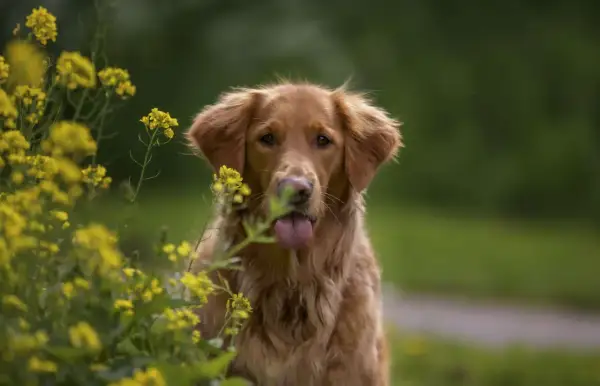 Uroczy golden retriever z wystawionym językiem, otoczony żółtymi kwiatami. Dowiedz się, jak dbać o sierść golden retrievera, by była równie piękna.