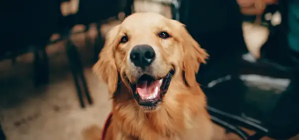 Czy golden retriever linieje intensywnie? Sprawdź, co musisz wiedzieć