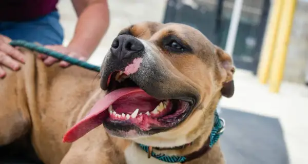 Uśmiechnięty pitbull red nose, z językiem na wierzchu, pokazuje swój przyjazny charakter.