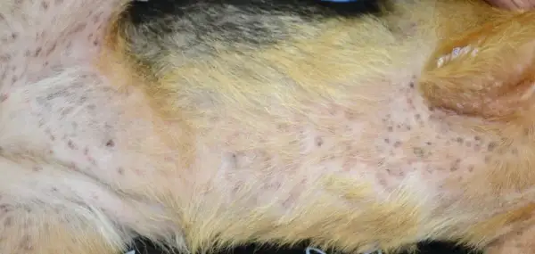 Skóra psa pokryta licznymi, czerwonymi i ropnymi krostami, świadczącymi o problemach dermatologicznych.